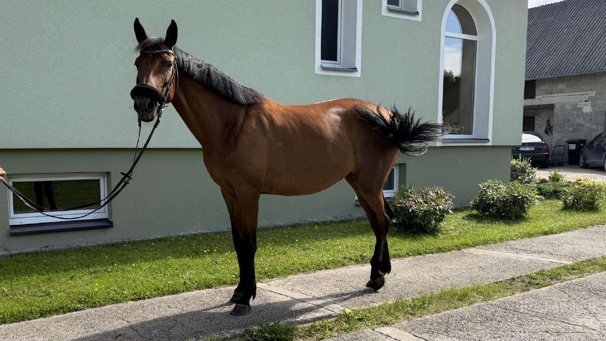 Parduodama Trakėnų veislės kumelė - nuotraukos Nr. 3