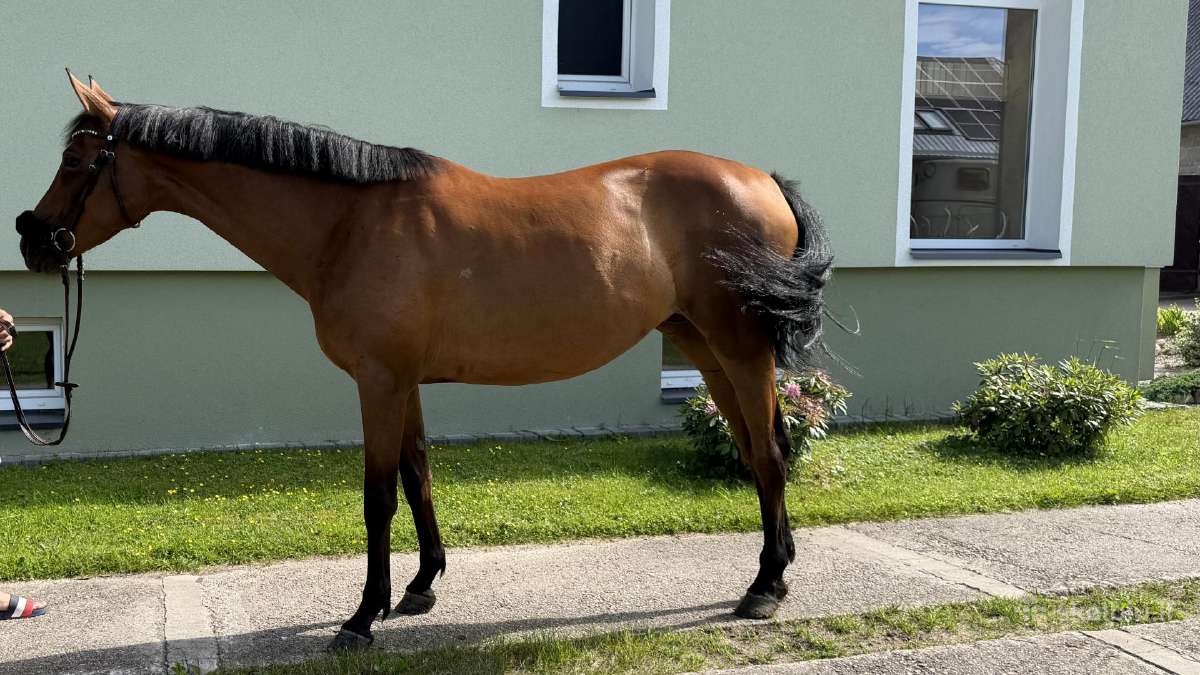 Parduodama Trakėnų veislės kumelė - nuotraukos Nr. 5