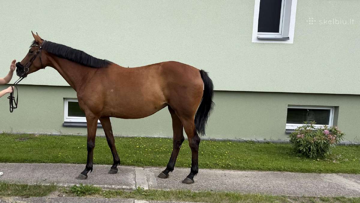 Parduodama Trakėnų veislės kumelė - nuotraukos Nr. 8