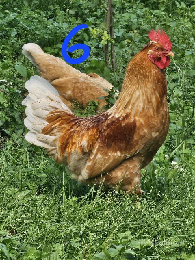 Parduodu jaunus gaidzius - nuotraukos Nr. 2