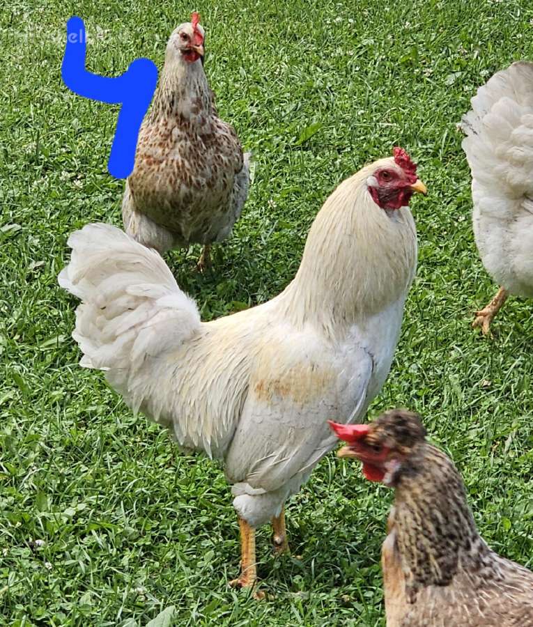 Parduodu jaunus gaidzius - nuotraukos Nr. 4