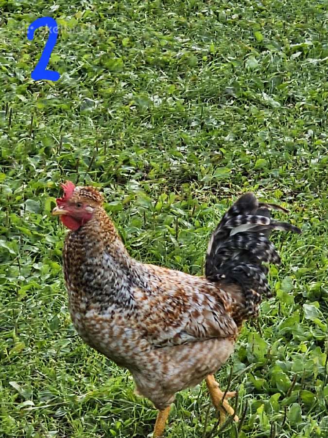 Parduodu jaunus gaidzius - nuotraukos Nr. 5