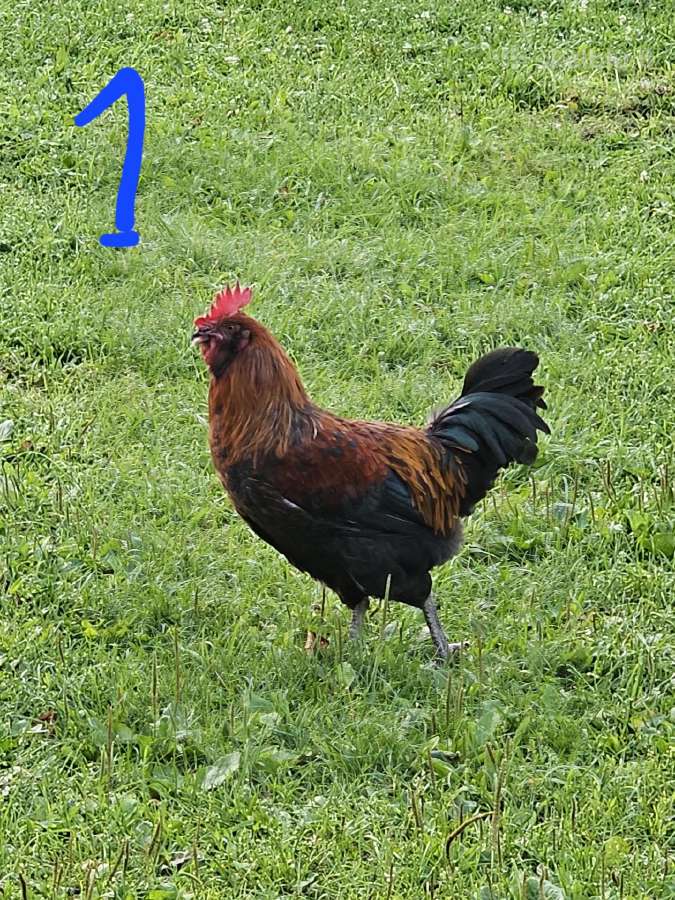 Parduodu jaunus gaidzius - nuotraukos Nr. 7