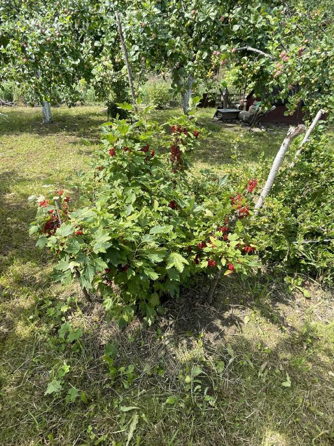 Paduodamas sodas Obelinės SB 6a - nuotraukos Nr. 5