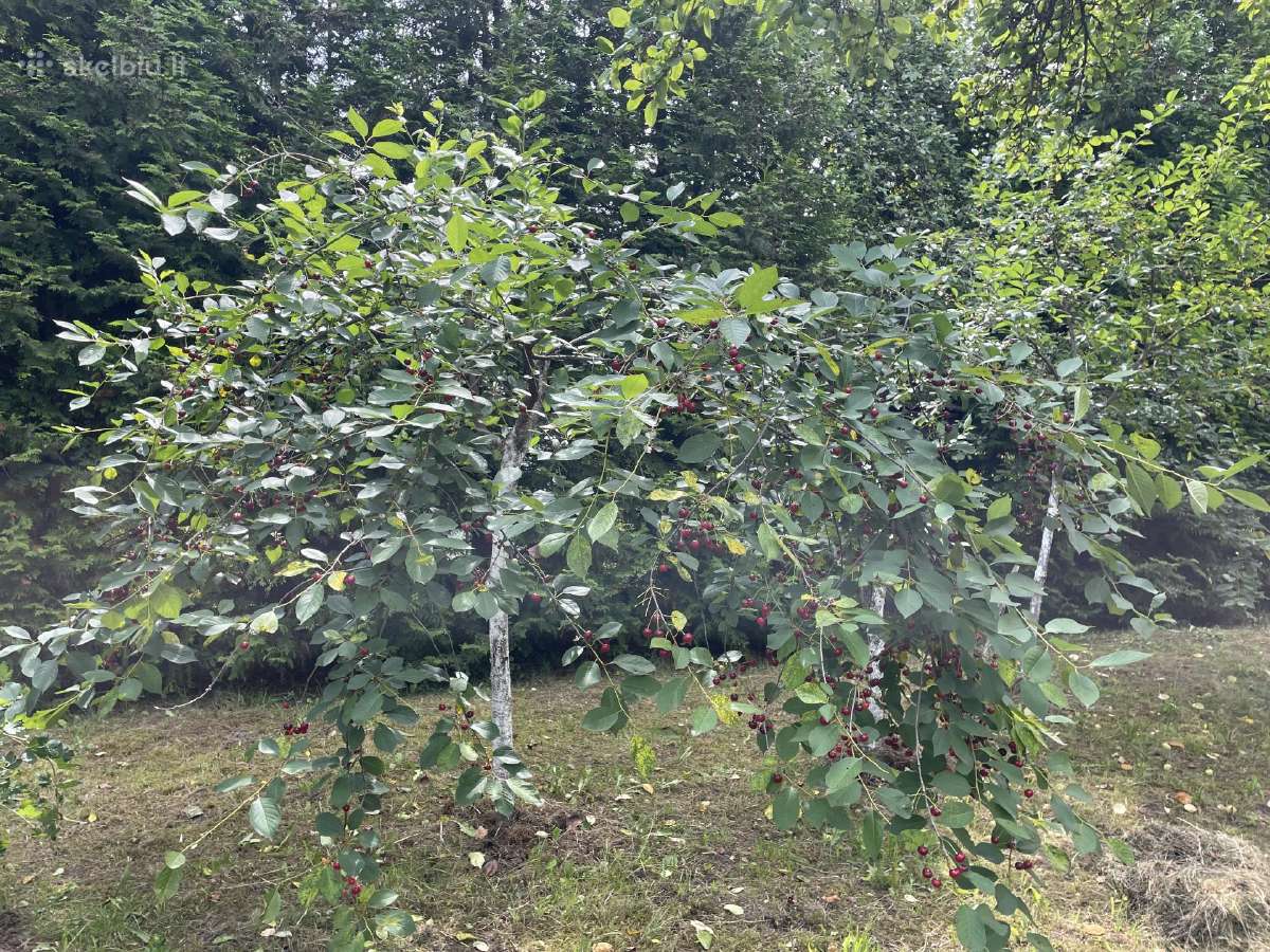 Paduodamas sodas Obelinės SB 6a - nuotraukos Nr. 9