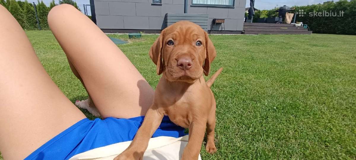 Vizsla Šuniukai pasiruošę keliauti į naujus namus - nuotraukos Nr. 5