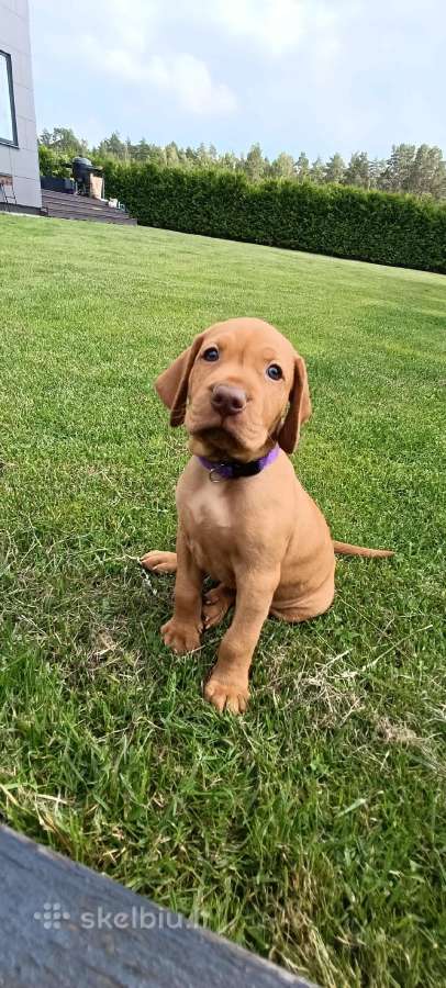 Vizsla Šuniukai pasiruošę keliauti į naujus namus - nuotraukos Nr. 6