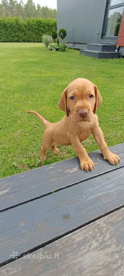 Vizsla Šuniukai pasiruošę keliauti į naujus namus - nuotraukos Nr. 9