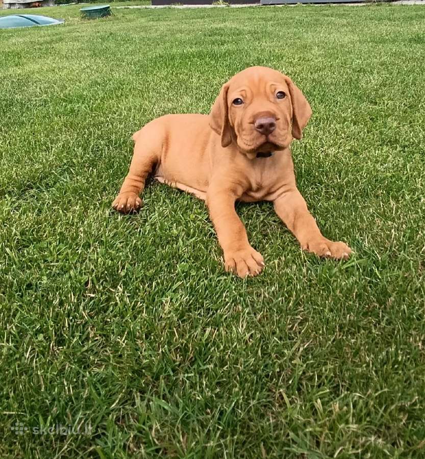 Vizsla Šuniukai pasiruošę keliauti į naujus namus - nuotraukos Nr. 8