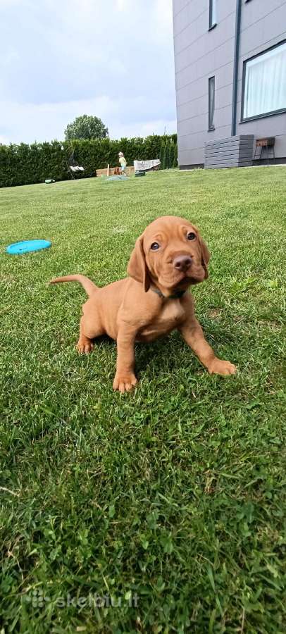 Vizsla Šuniukai pasiruošę keliauti į naujus namus - nuotraukos Nr. 11