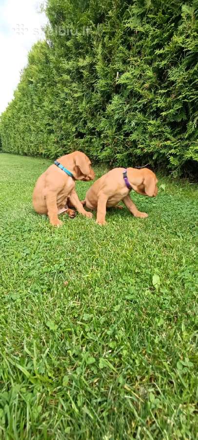 Vizsla Šuniukai pasiruošę keliauti į naujus namus - nuotraukos Nr. 13