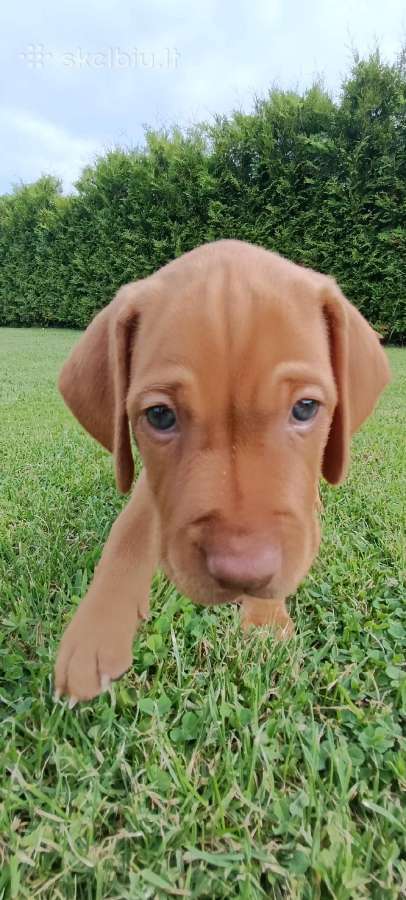 Vizsla Šuniukai pasiruošę keliauti į naujus namus - nuotraukos Nr. 10