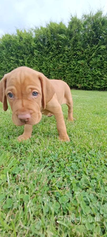 Vizsla Šuniukai pasiruošę keliauti į naujus namus - nuotraukos Nr. 12