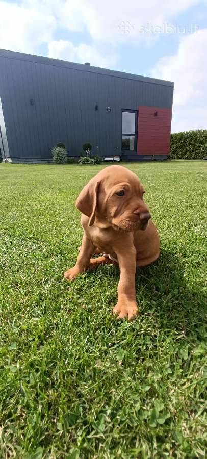 Vizsla Šuniukai pasiruošę keliauti į naujus namus - nuotraukos Nr. 14