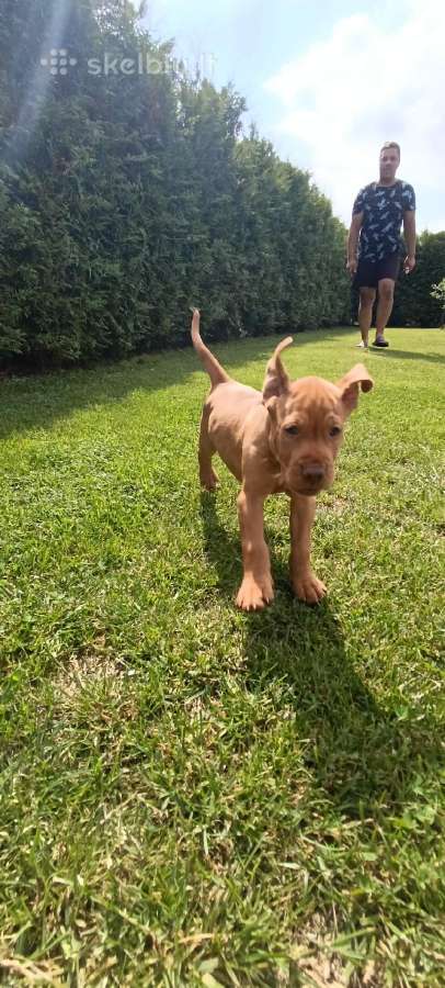 Vizsla Šuniukai pasiruošę keliauti į naujus namus - nuotraukos Nr. 15