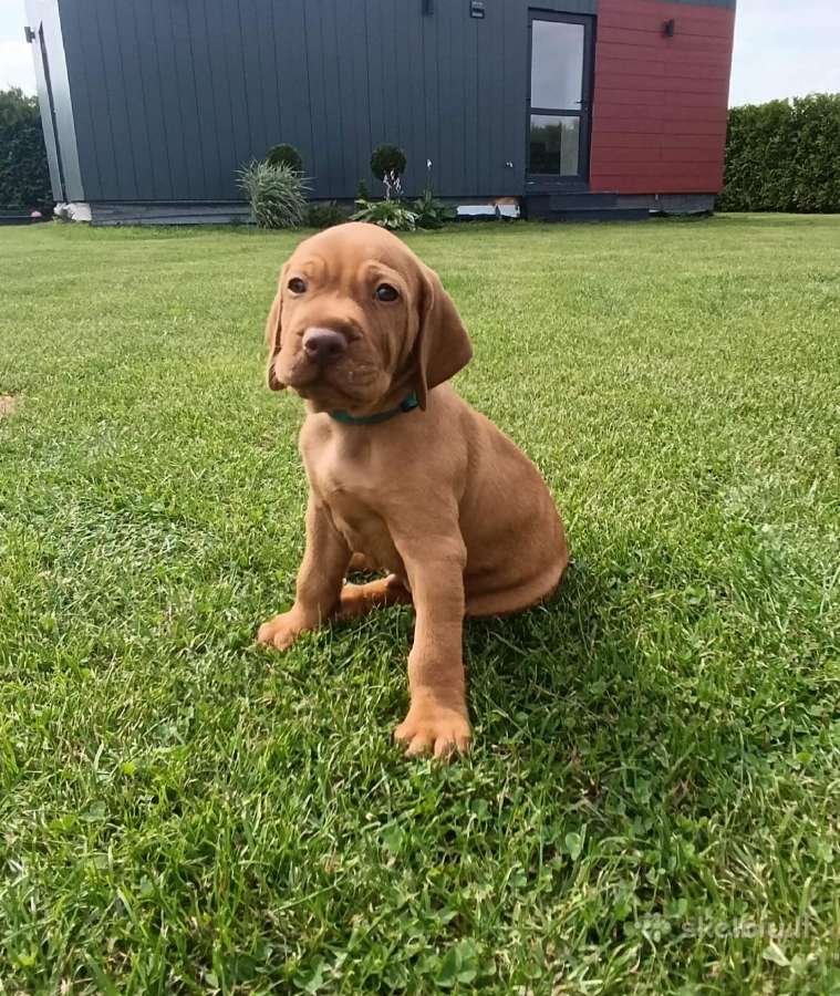 Vizsla Šuniukai pasiruošę keliauti į naujus namus - nuotraukos Nr. 16