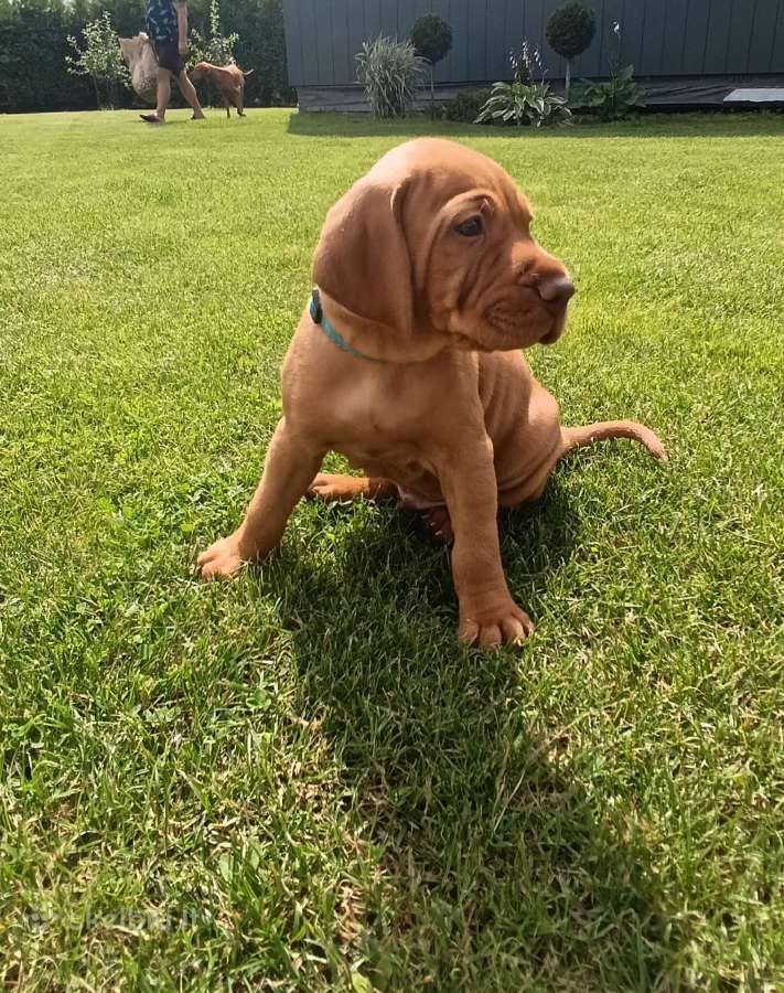 Vizsla Šuniukai pasiruošę keliauti į naujus namus - nuotraukos Nr. 17