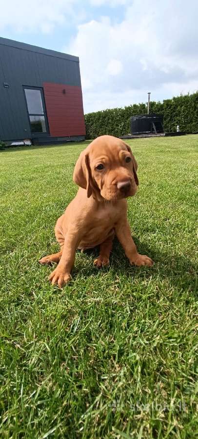 Vizsla Šuniukai pasiruošę keliauti į naujus namus - nuotraukos Nr. 19