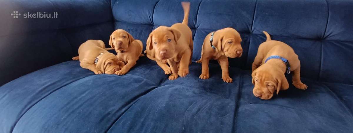Vizsla Šuniukai pasiruošę keliauti į naujus namus - nuotraukos Nr. 18