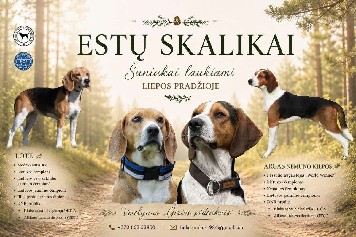 Estų Skalikai / Estonian Hound - nuotraukos Nr. 9