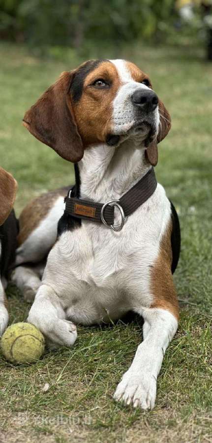 Estų Skalikai / Estonian Hound - nuotraukos Nr. 10