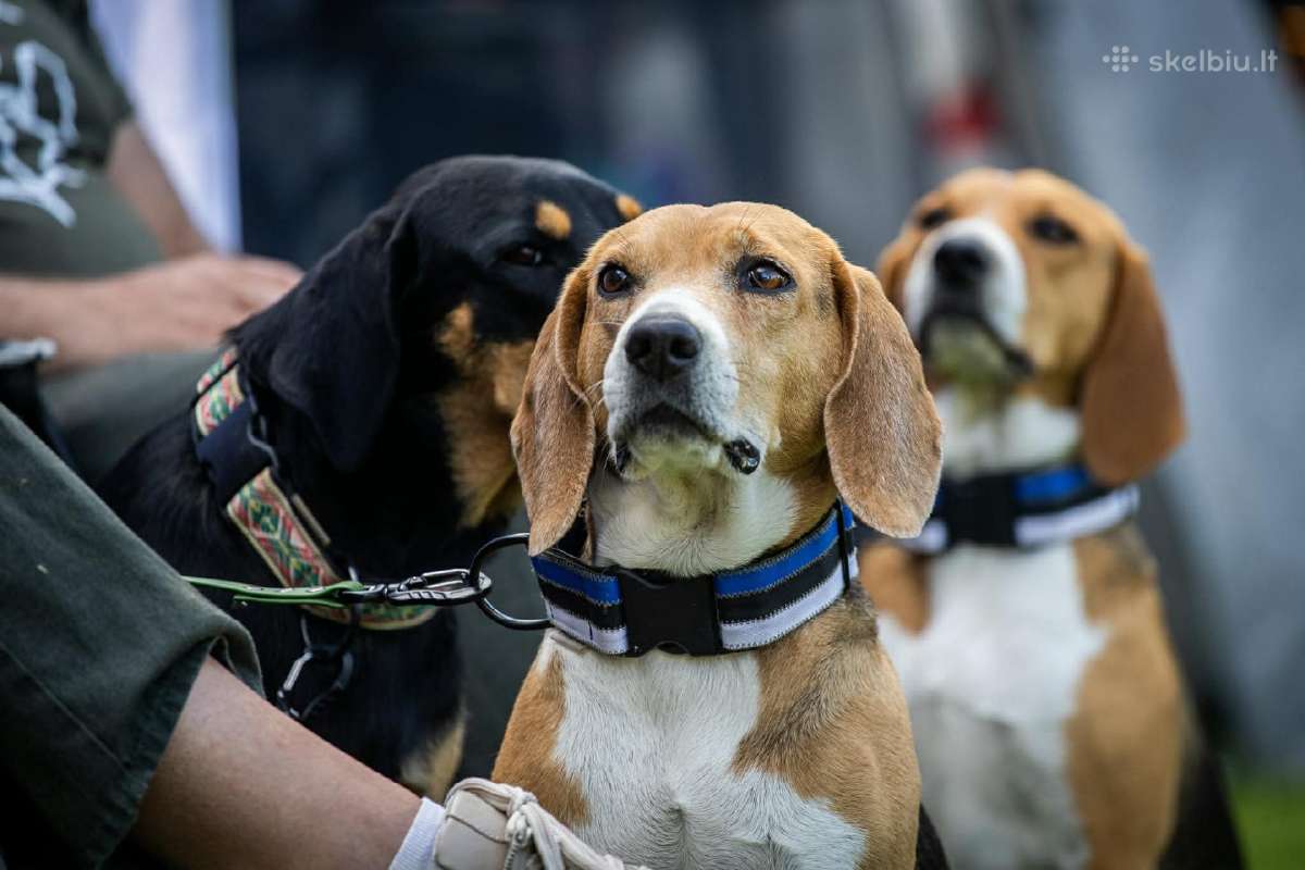 Estų Skalikai / Estonian Hound - nuotraukos Nr. 11