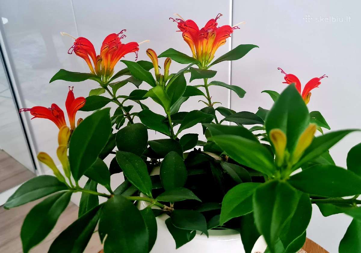 Aeschynanthus (aiškenis) - nuotraukos Nr. 2