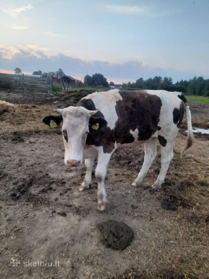Telyčios - nuotraukos Nr. 8