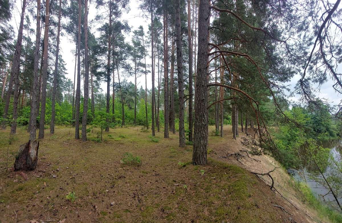 Vaizdingas sklypas prie Merkio, Varėnos r. - nuotraukos Nr. 7