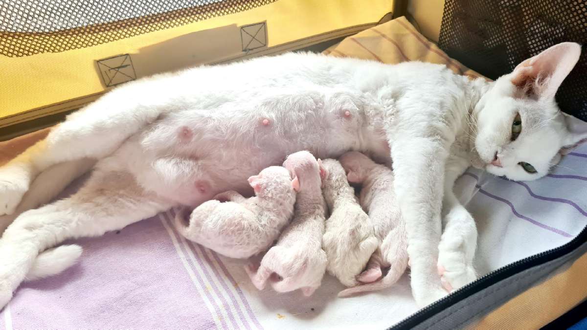 Devon Rex veislės katukas - nuotraukos Nr. 3