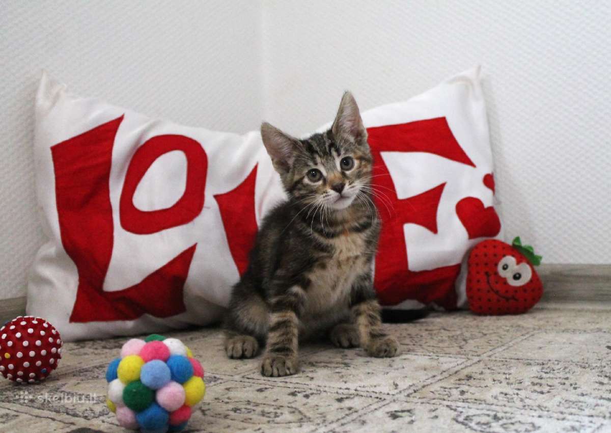 Dovanojama labai miela katytė Tera - nuotraukos Nr. 5