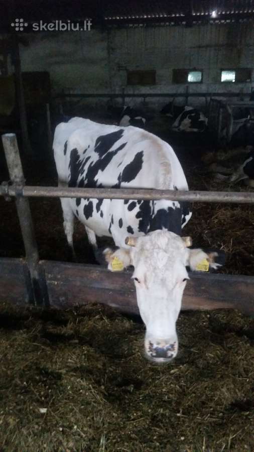 Parduodu veislines telyčias | Skelbiu.lt Parduodu veislines telyčias