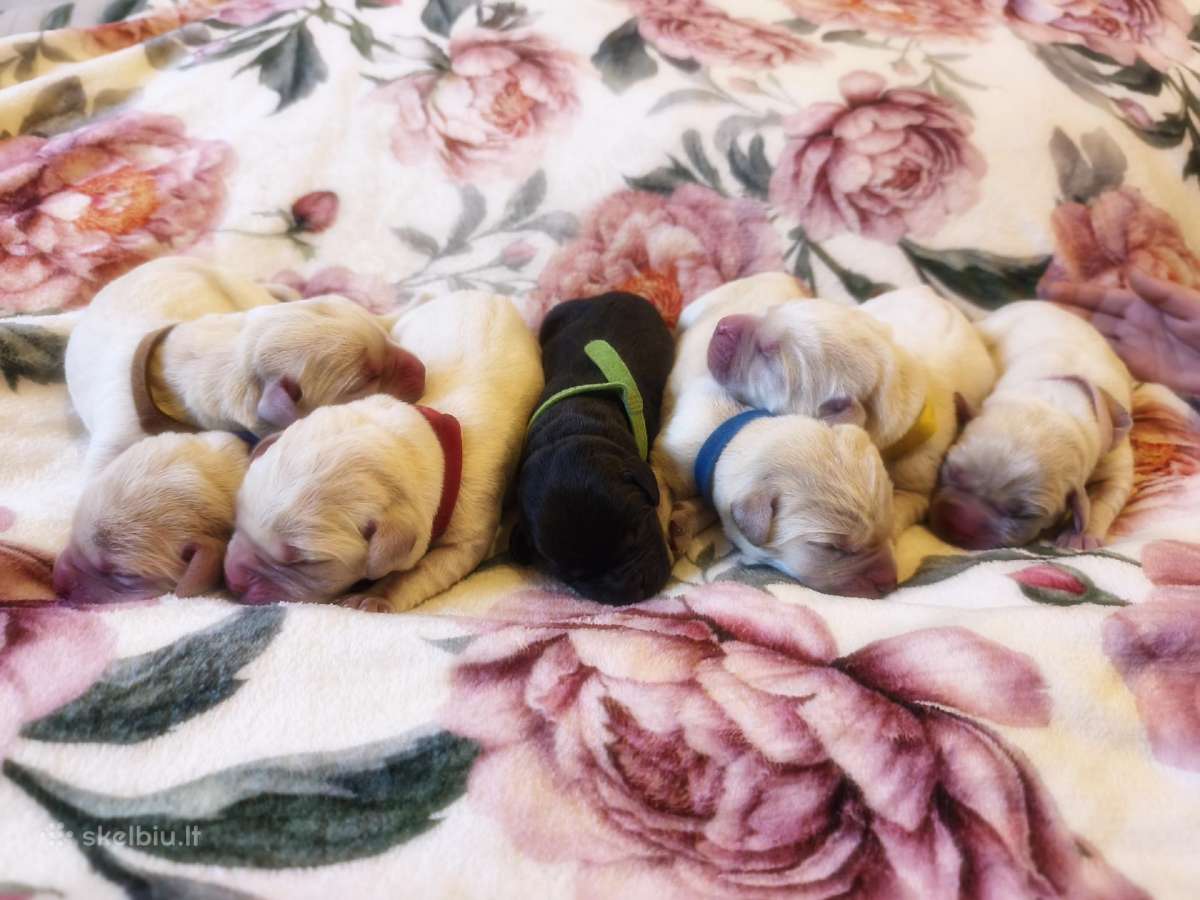 Kilmingi Labradoro retriverių šuniukai - nuotraukos Nr. 8