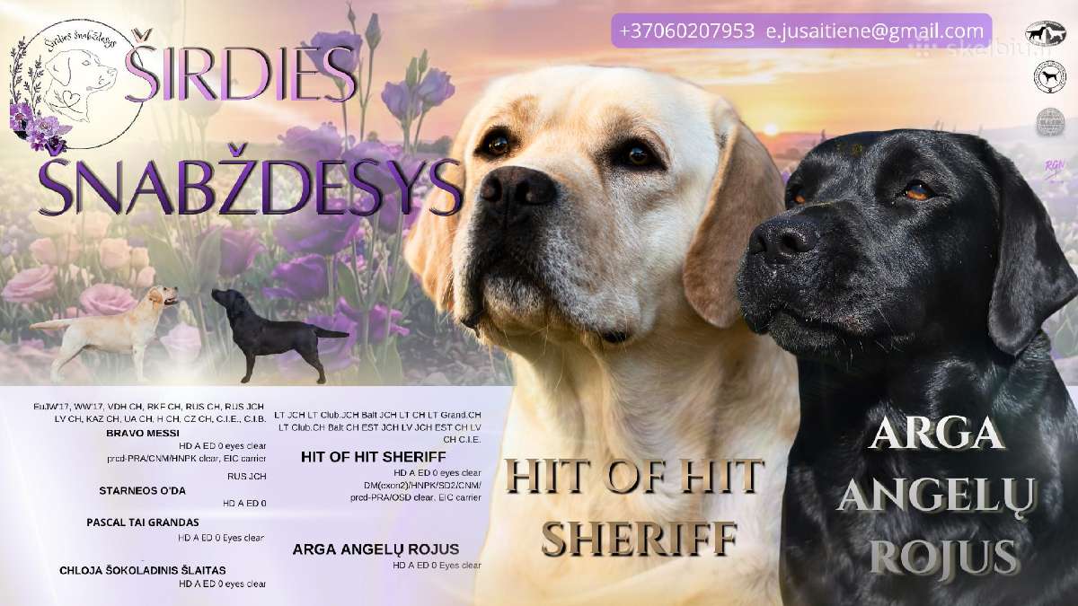 Kilmingi Labradoro retriverių šuniukai - nuotraukos Nr. 7