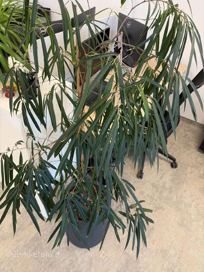 Ficus binnendijkii Su vazonu - nuotraukos Nr. 2