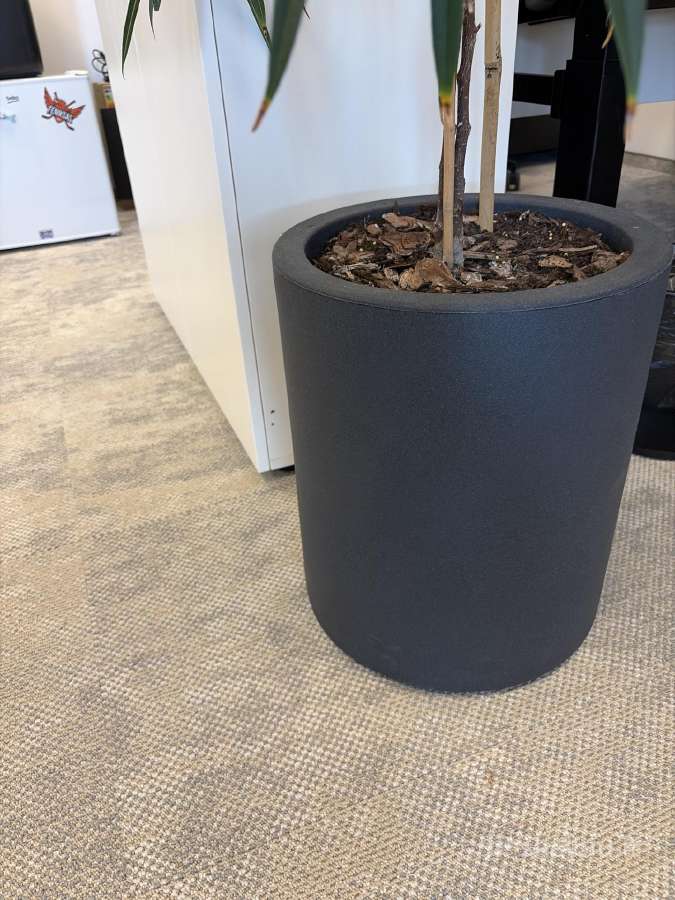 Ficus binnendijkii Su vazonu - nuotraukos Nr. 3