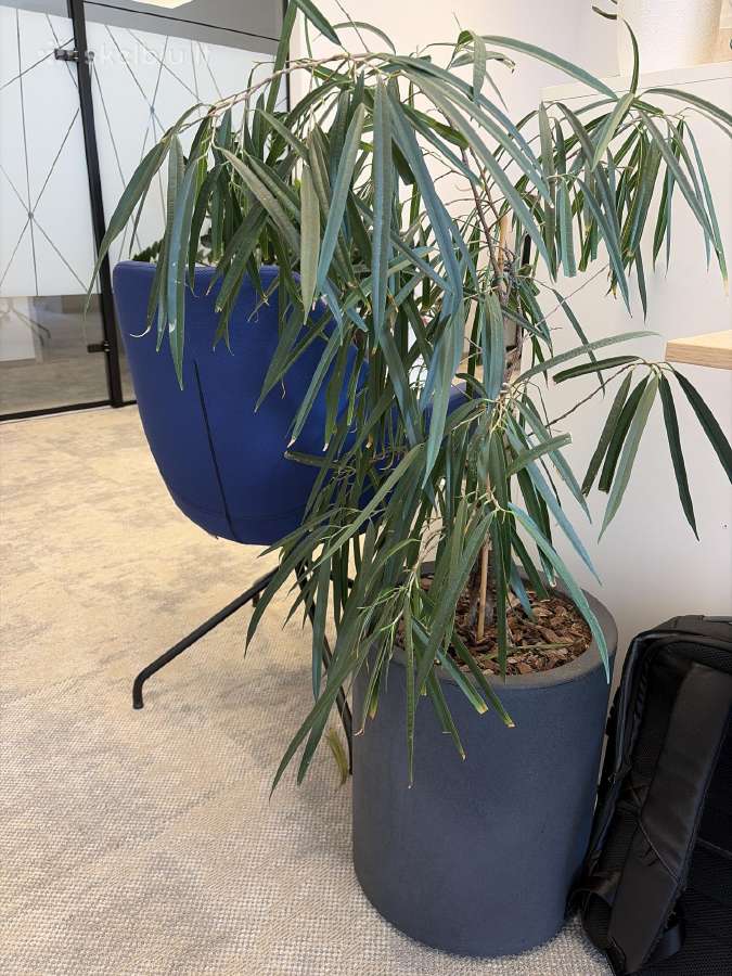 Ficus binnendijkii Su vazonu - nuotraukos Nr. 4