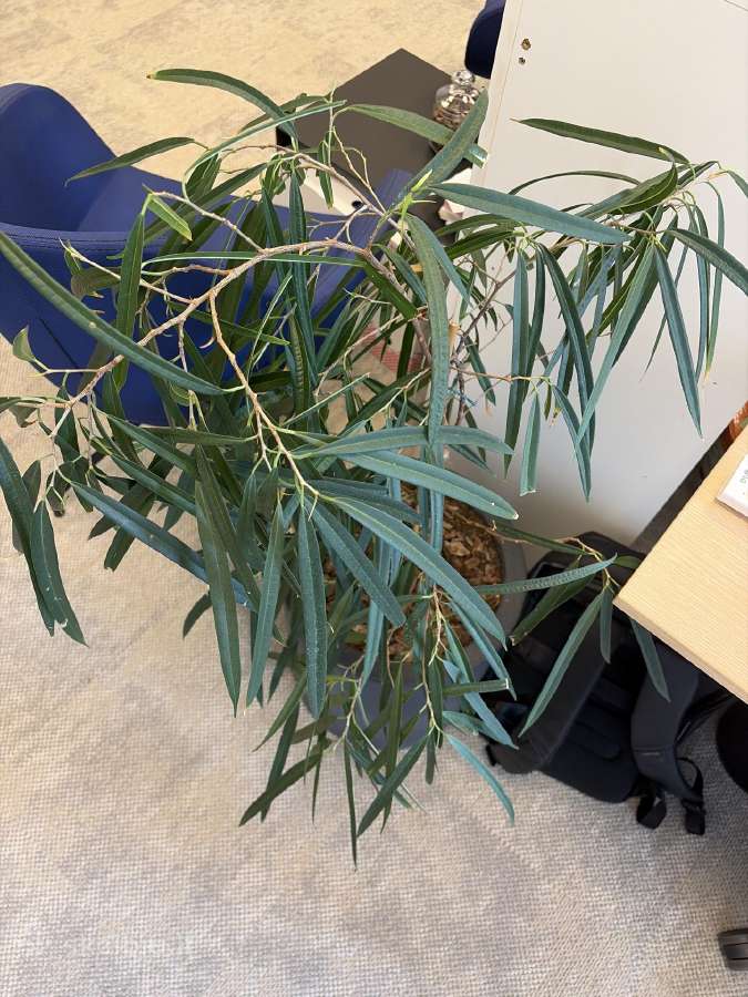 Ficus binnendijkii Su vazonu - nuotraukos Nr. 5