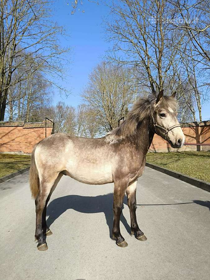 Parduodami arkliai - nuotraukos Nr. 3