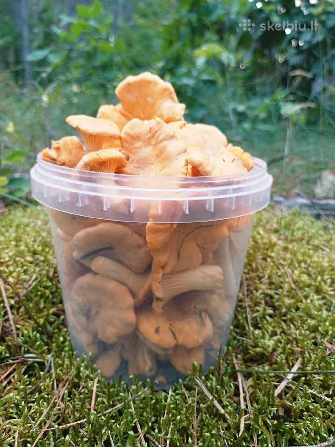 Voveraitės iš Dzūkijos Kaune - nuotraukos Nr. 2