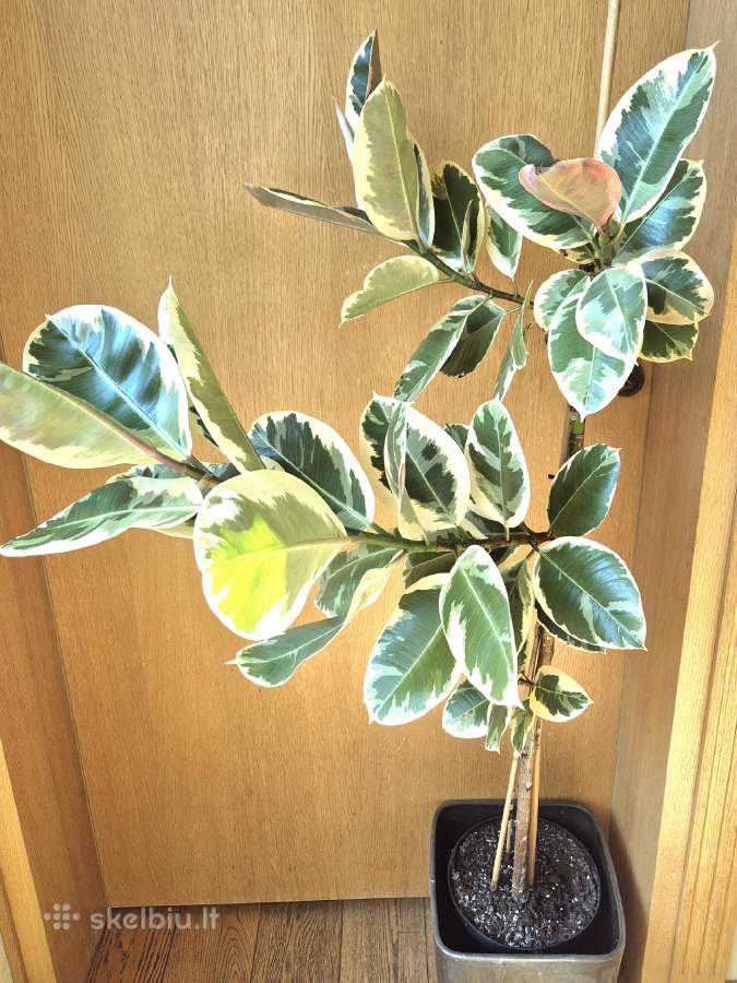 Kambarinė gėlė "Stambialapis Fikusas"(130cm) - nuotraukos Nr. 3