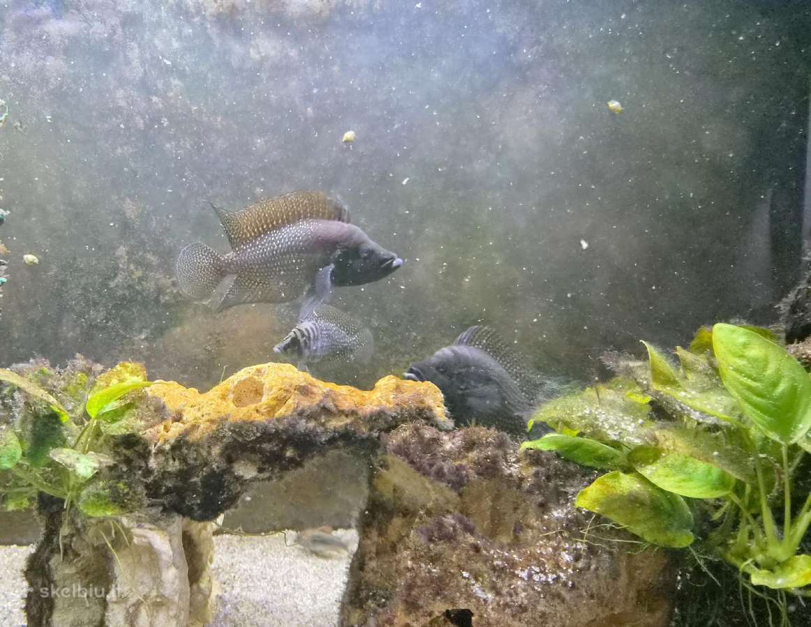 Altolamprologus Calvus - nuotraukos Nr. 3