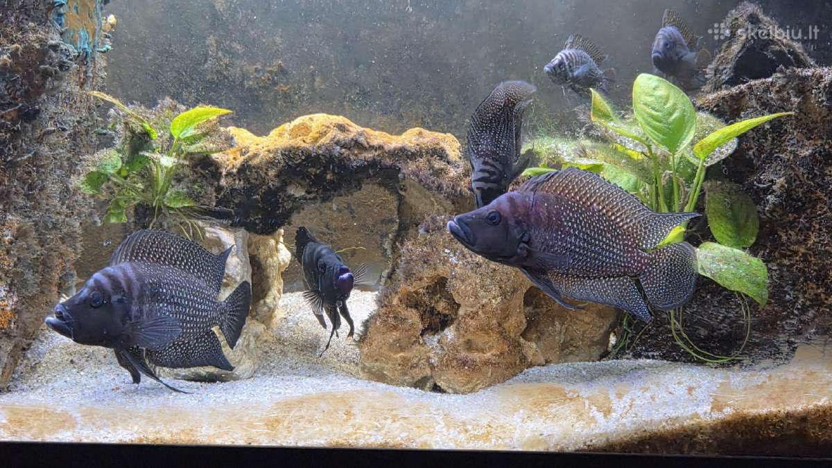 Altolamprologus Calvus - nuotraukos Nr. 2
