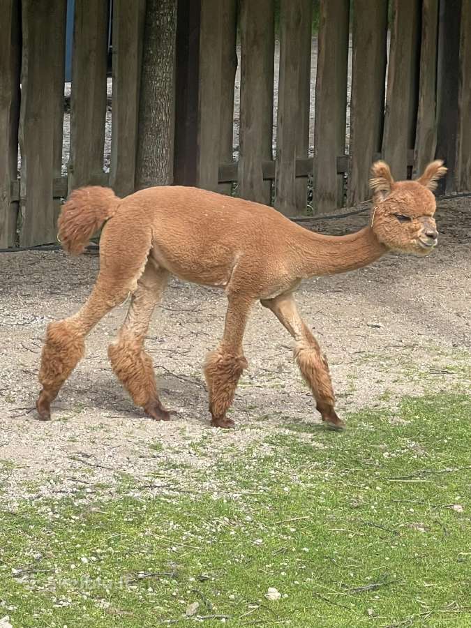 Jaunos ir suaugusios alpakų patelės su jaunikliai - nuotraukos Nr. 5