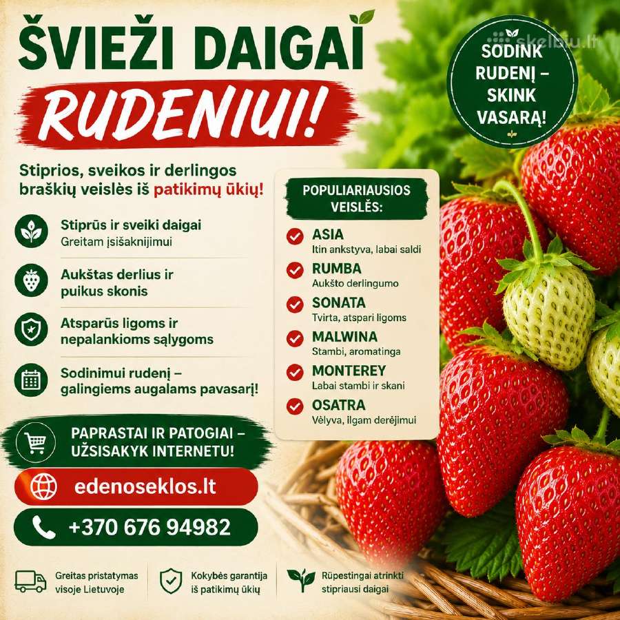 Braškių Daigai rudeniui! Siunčiame! - nuotraukos Nr. 30
