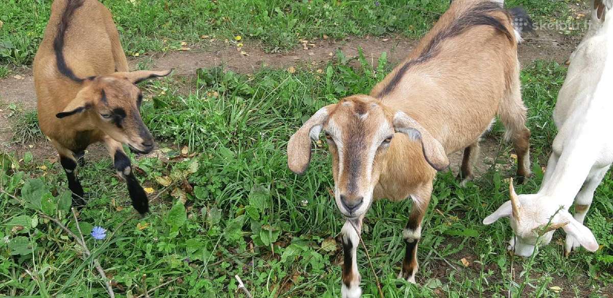 Parduodu ožkyte už 80€ ir ožiuką - nuotraukos Nr. 5