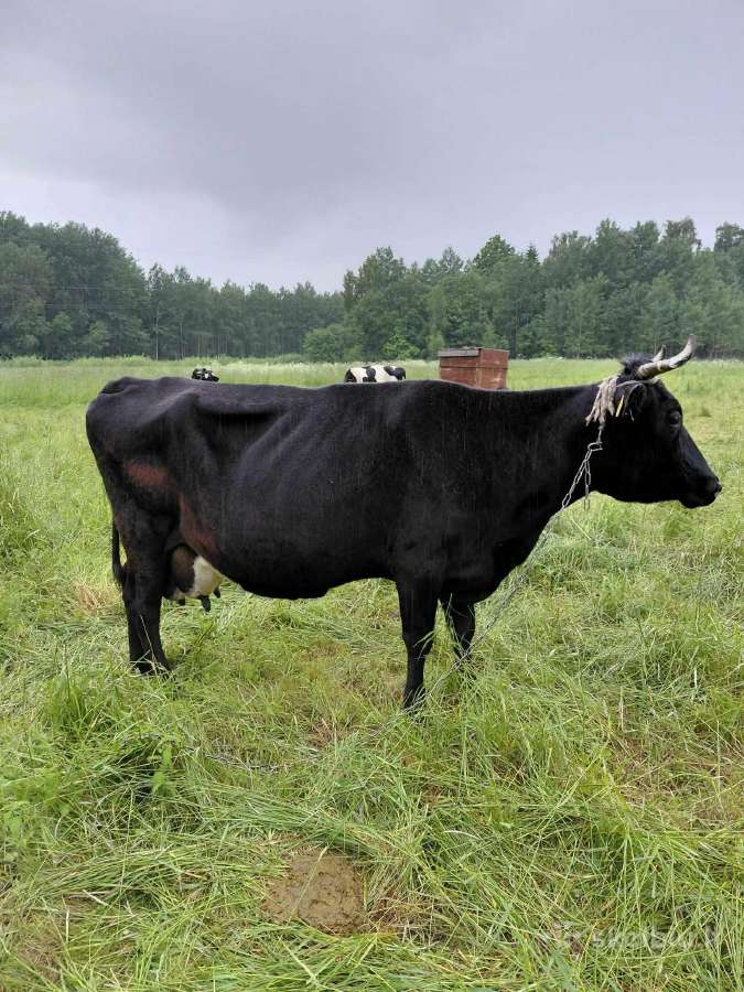 Parduodamos karvės - nuotraukos Nr. 3