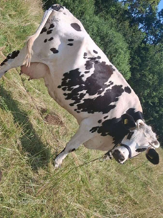 Parduodamos karvės - nuotraukos Nr. 4