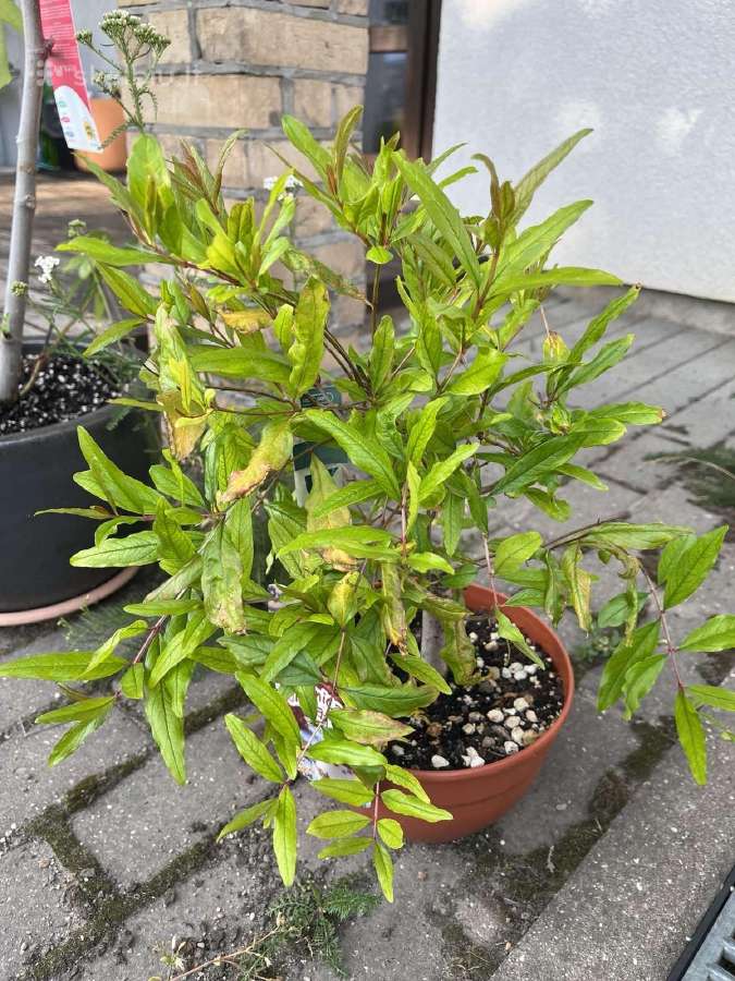 Parduodu kambarines geles - nuotraukos Nr. 6
