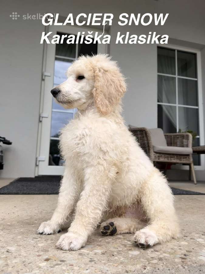 Didieji Pudeliai-veislynas "Karališka klasika" - nuotraukos Nr. 3